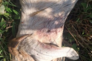 चैनपुर जेसीज मनहरी कप फुटबल उद्घाटन, आजबाट नियमित खेल